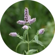 < Mentha  longifolia >